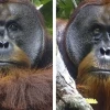 Orangutani využívají skutečně léčivé rostliny na ošetřování zranění!