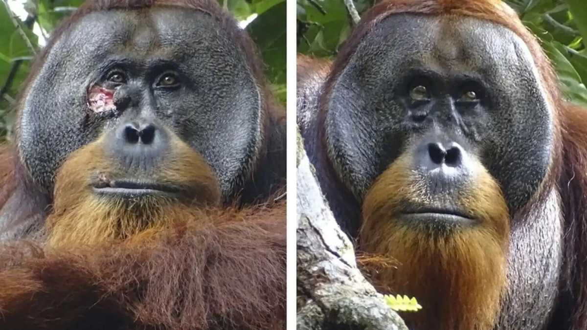Orangutani využívají skutečně léčivé rostliny na ošetřování zranění!