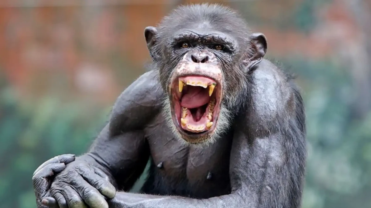 Hladoví šimpanzi unášejí a jedí lidské děti. Je to důsledek těžby dřeva a lithia.