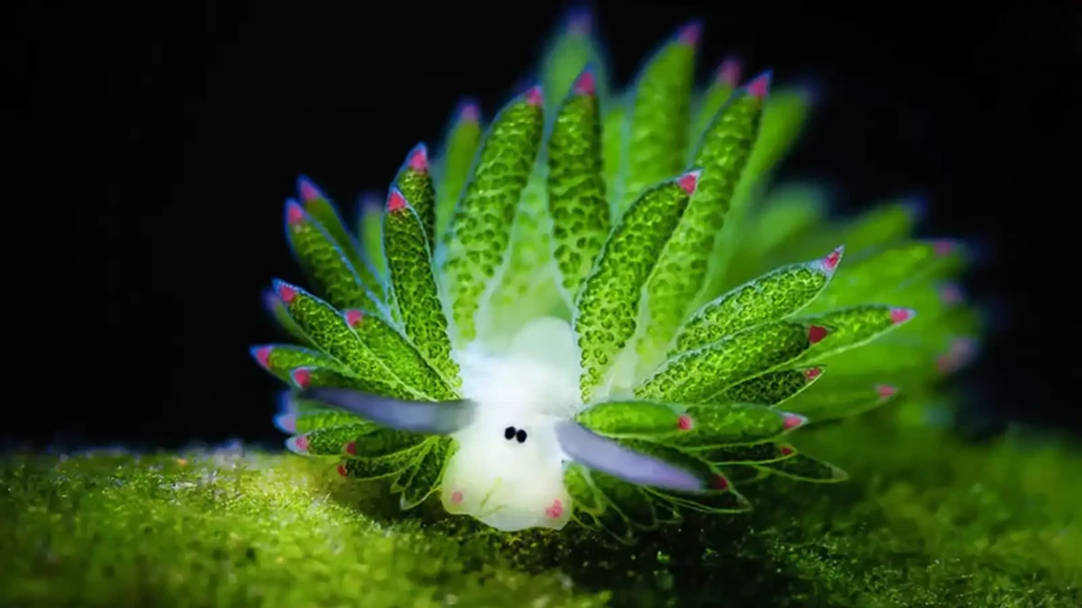 A pak, že zlodějství je pouze lidská vlastnost! Seznamte se s kleptoplastií.