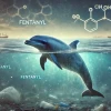 Delfíni na fentanylu, smutný dopad společnosti