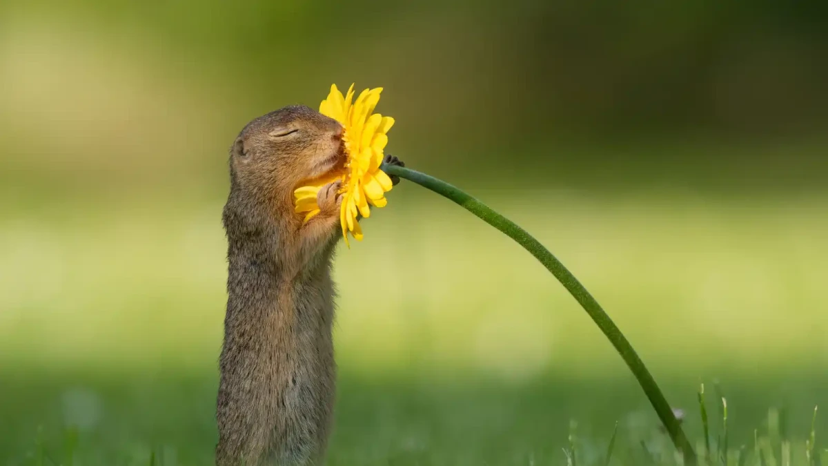 Sysel, který si vychutnává vůni květin?