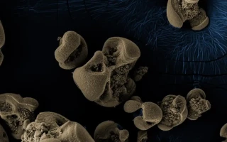 Nově objevená bakterie požírá kovy!