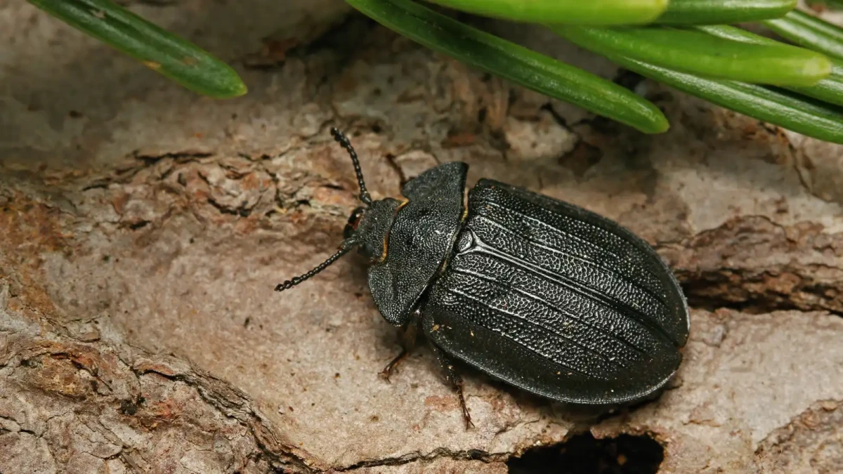 Na Šumavu se po 100 letech vrátil kornatec velký. K návratu přispěli eko-aktivisté!