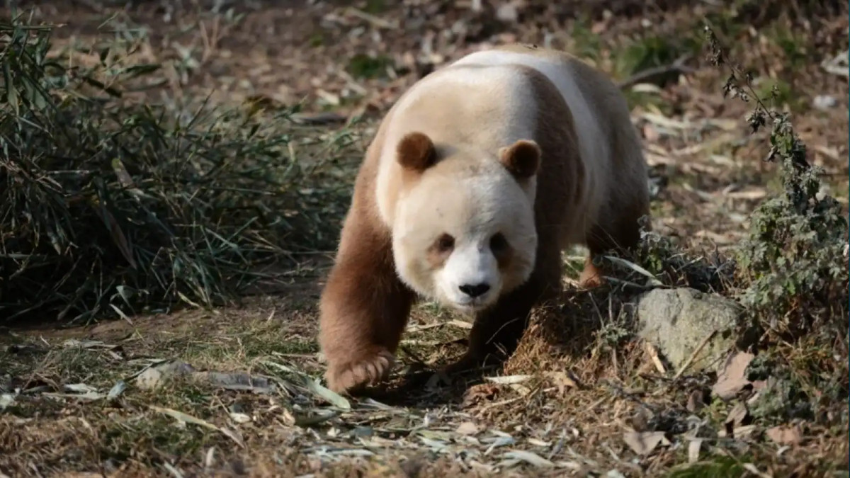 Co stojí za zbarvením hnědých pand?