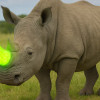 Nosorožci v Africe budou mít v rámci ochrany radioaktivní rohy!