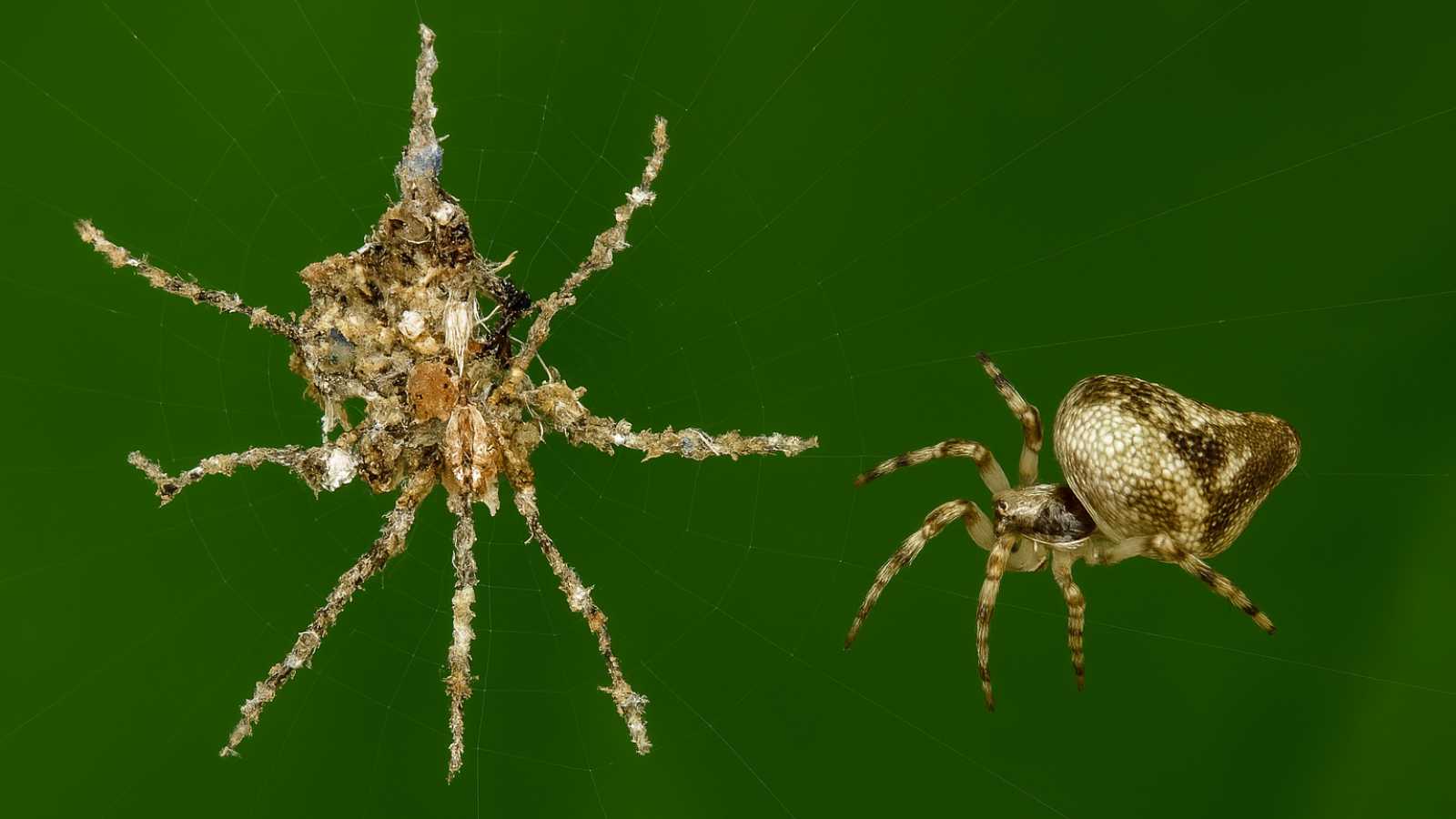 Drobný pavouk z Amazonie staví makety sebe sama