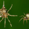 Drobný pavouk z Amazonie staví makety sebe sama