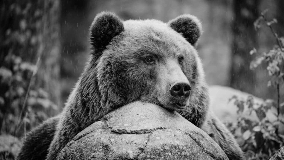 V Brněnské Zoo museli utratit Kamčatku