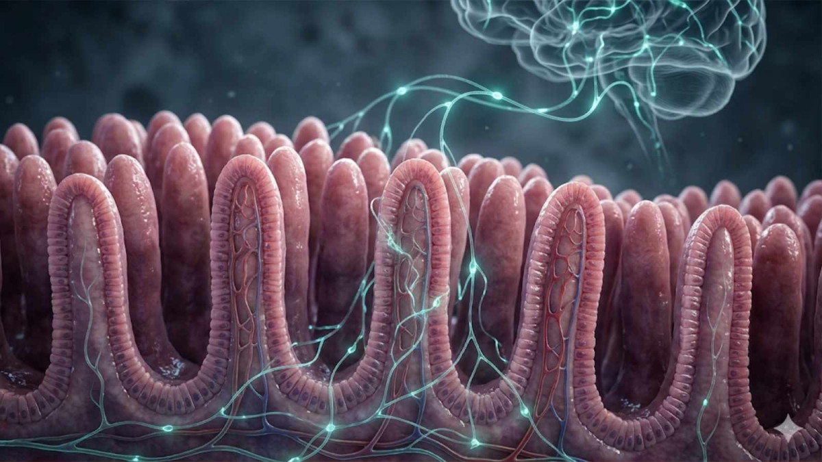 Revoluce v léčbě Parkinsonovy choroby? Klíč se možná skrývá v obyčejných vitaminech a vašich střevech