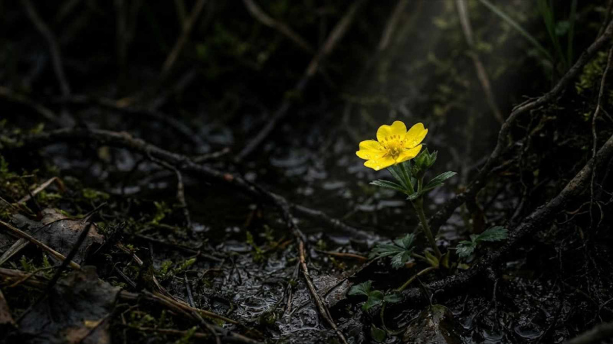 Zabiják superbakterií z mokřadu: Nenápadná žlutá květinka poráží patogeny, na které nezabírají ani nejsilnější antibiotika!