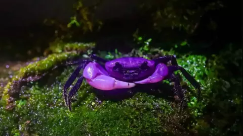 V Thajsku byli spatřeni vzácní fialoví krabi