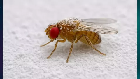 Proč vědci vyvolali závislost octomilek na kokainu?