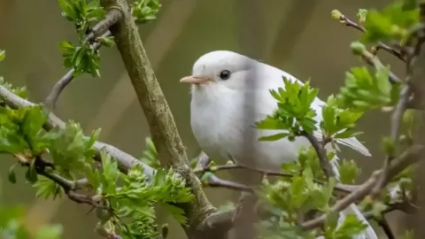 Byla spatřena vzácná bíla varianta červenky